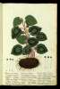  Fol. 234 

Kuklaminos, kai
Kuklaminon.
Kissofyllon
Kussanthemon
Xeloneion
Ikthioteron
Xoline
Trimfalites
Umbilucus terrae
Orbicularis Mar.
Herba leonis
Herba syderis
Panis alcurit
Panis faoni
Laortina
Adriune
Adriu
Flosos
Lakiros
Tithotos Aegytijs